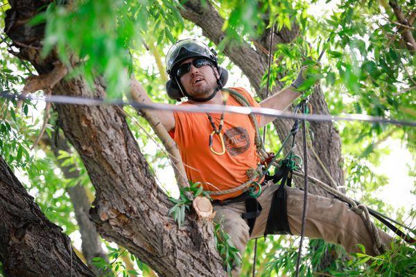 Montana Tree Care