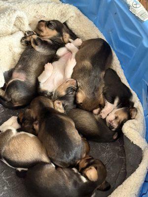 Sarah Lavelle, DVM - Ark Veterinary Practice