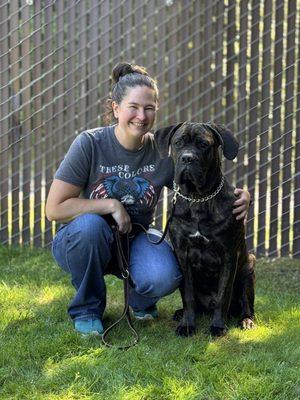 Mastiff cross puppy learning how to be a model citizen in Graham