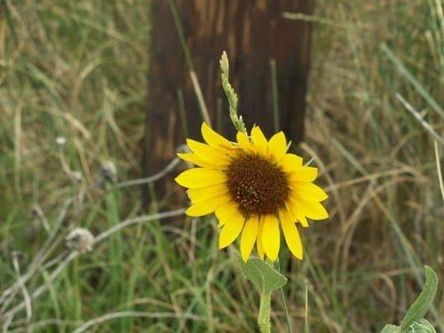 Graceful Oaks Youth Ranch