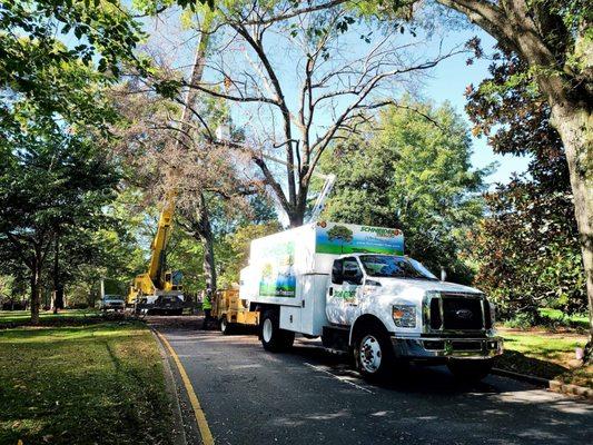 Schneider Tree Care