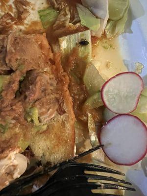 Muy mala experiencia en la comida una cucaracha en la torta .