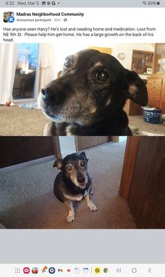 Looking for my dog. Lost 2 days ago. Needs insulin. Please help bring him home. 541-325-1450