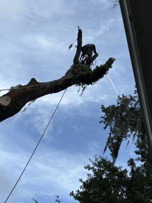 Alpha Tree Service 843