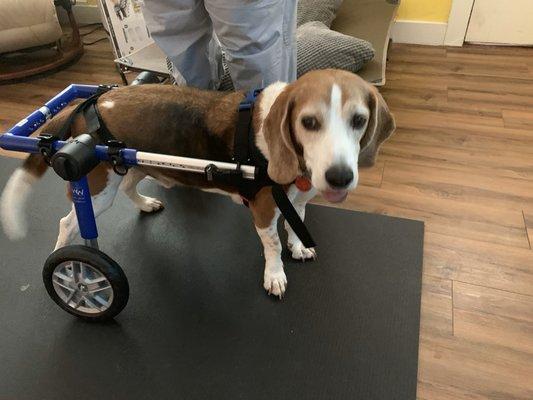 Wheelchair fittings and introductions