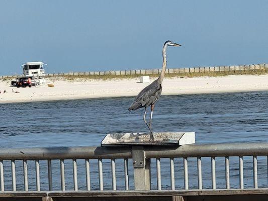 Orange Beach Fishing Park at the Pass
