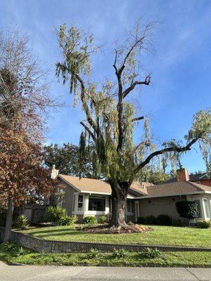 West Coast Tree Services