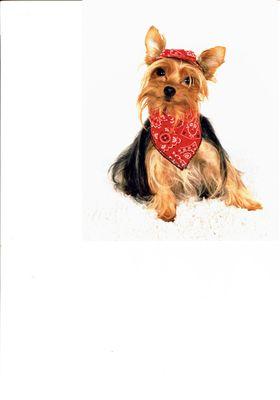 Fifi & Peaches Organic Dog Treats
