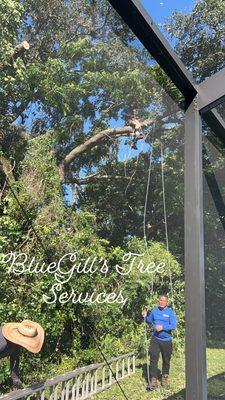 Bluegill's Tree Service