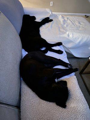 Content Critter - Pet Sitters & Dog Walking