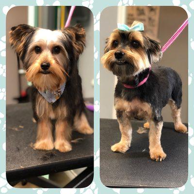 Dog grooming 
979-402-7766
Call or text