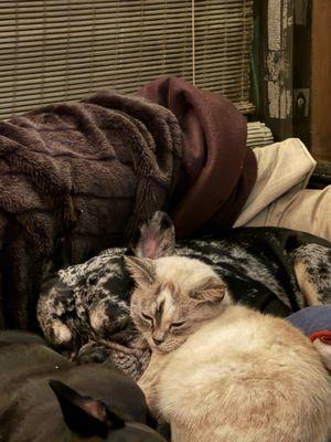 Animal Clinic at Wellington Reserve