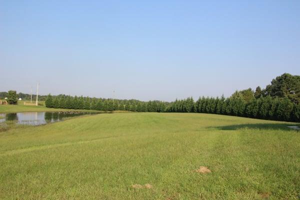 GGS Tree & Lawn Services