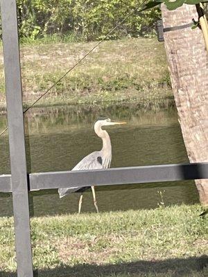 Great Blue Heron just outside the back door. He has an injury around his eyes and under his wing. They do so well despite injuries!