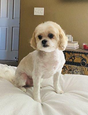 Perfect Paws Pet Salon