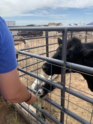 Wolfforth Farmers Market