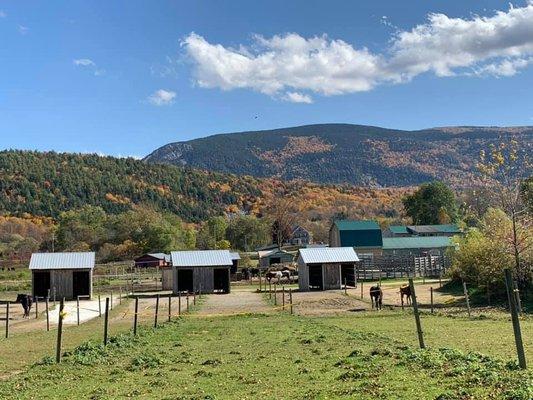 A view of our paddocks in the Fall.