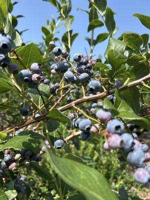 Tut's Farm and Blueberries