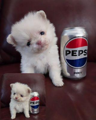 Las Tablas Animal Hospital