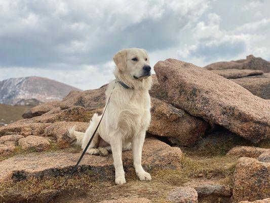 Total Dog