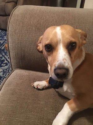 Pallone Veterinary Hospital