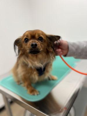 Achieve better vet visits in our faux vet office