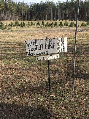 Olde Church Christmas Tree Farm