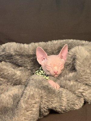 Healing Hearts Pet Therapy