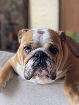 he has the softest coat and she cuts his nails perfectly!