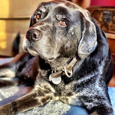 Moreland Animal Hospital