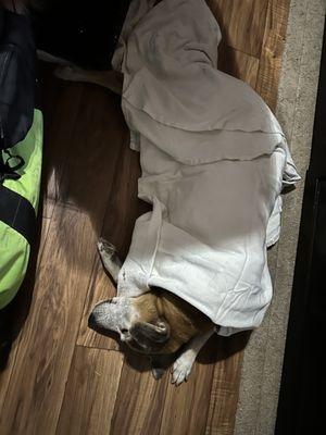 Our 13 year old fur baby was not well and she was treated with respect, compassion and kindness.