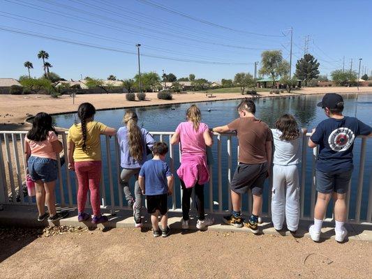 Nature study at the pond