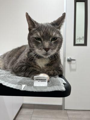 Cerritos Animal Hospital