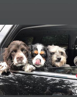 Companion Animal Hospital of Indian Land