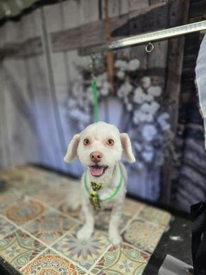 Canine Creations By Beth