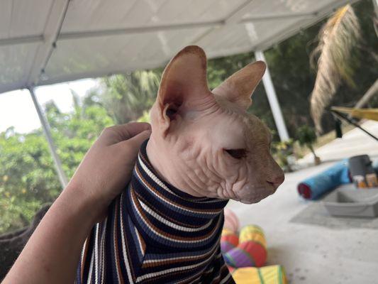 United For Animals Rescue