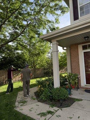 Tree trim