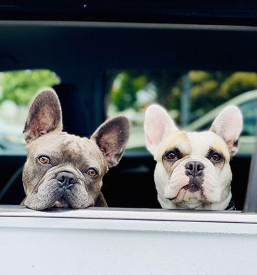 Mission Animal Hospital