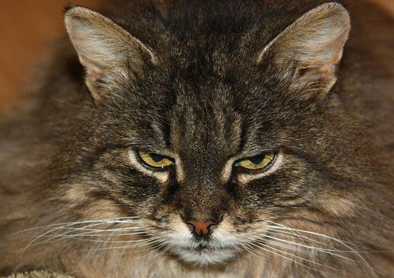 Buttercup our 15 year old main coon