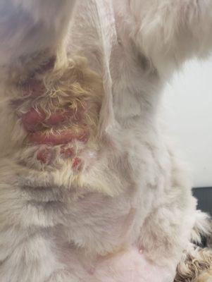 Pretty Paws Dog & Cat Grooming Salon