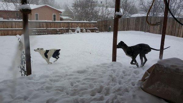 Happy Paws Pet Sitting