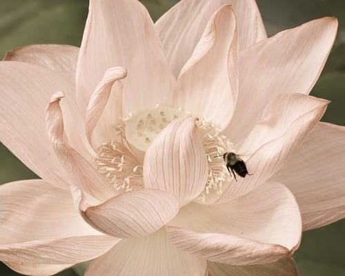 Beth Burke Farrar, L.Ac.