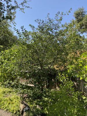 Sunol Tree Pruning