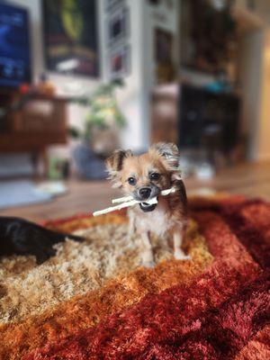 Vip Veterinary Services