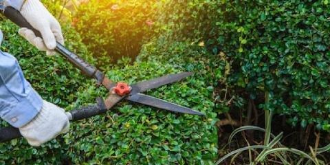 Arbor Care Tree Service & Affordable Tree Specialist