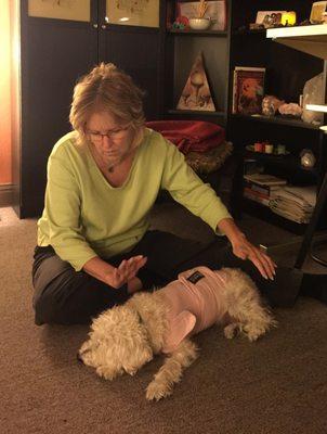 Reiki Energy Healing benefits our pets too as do Psychic Mediumship readings especially during difficult times.