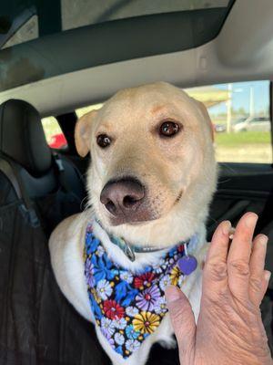 My dog gives Springdale 5 stars!