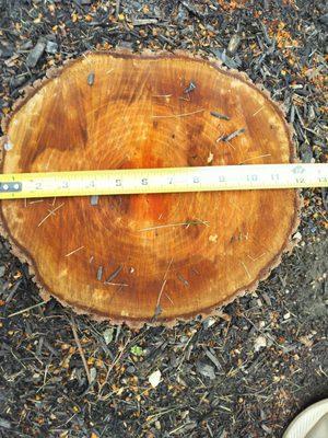 Buckeye Stumps