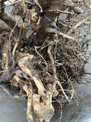 They chopped off a lot of the roots before transplanting a large tree bare root.