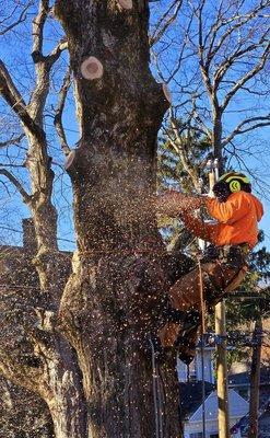 Buzz Tree Specialist
